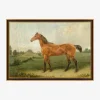 Brown Horse