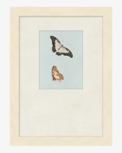 Butterflies Study II