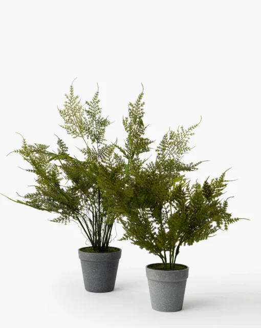 Plumosa Fern Drop-In