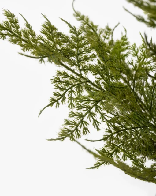 Plumosa Fern Drop-In
