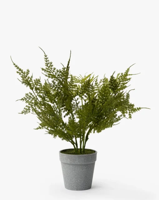 Plumosa Fern Drop-In