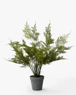 Plumosa Fern Drop-In