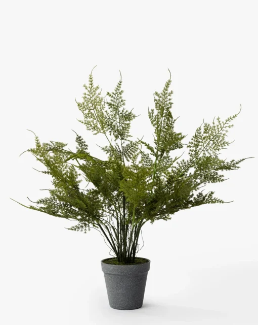 Plumosa Fern Drop-In