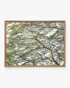 Treetops